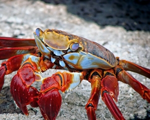 crab-298346_640